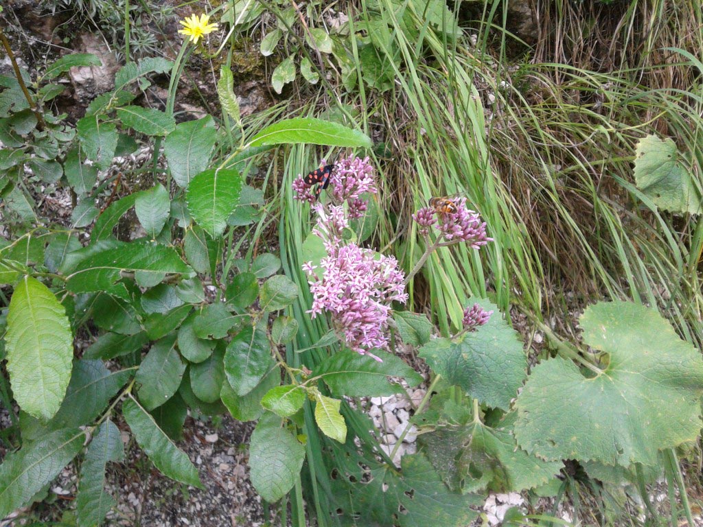 Farfalla su fiore rosa tra la vegetazione