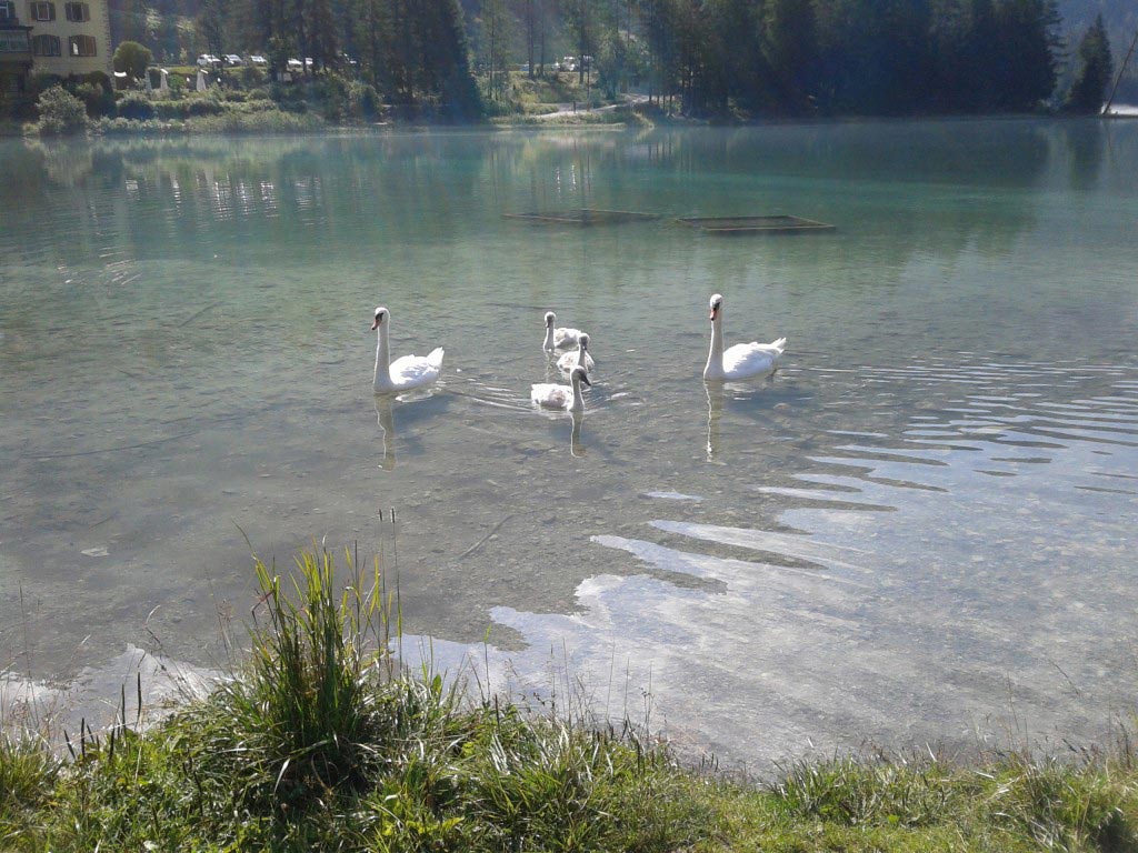 Quattro cigni nel lago