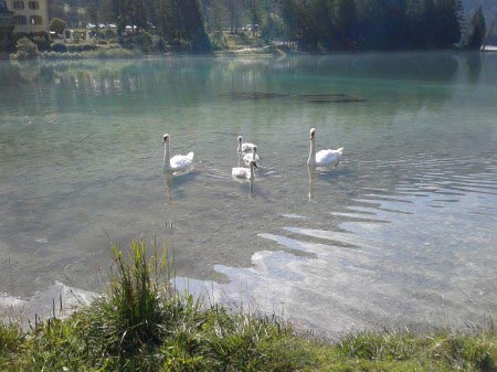 Lago di Dobbiaco Quattro cigni nel lago