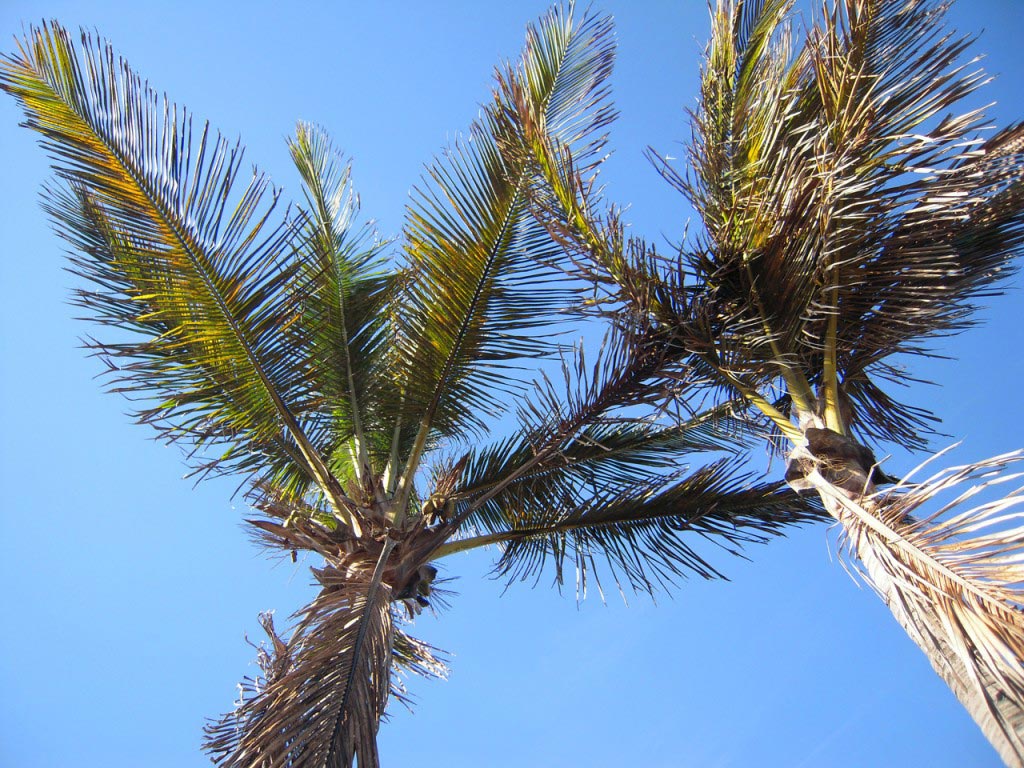 Due palme fotografate dal basso all'alto