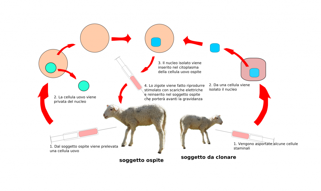 Clonazione - schema semplificato