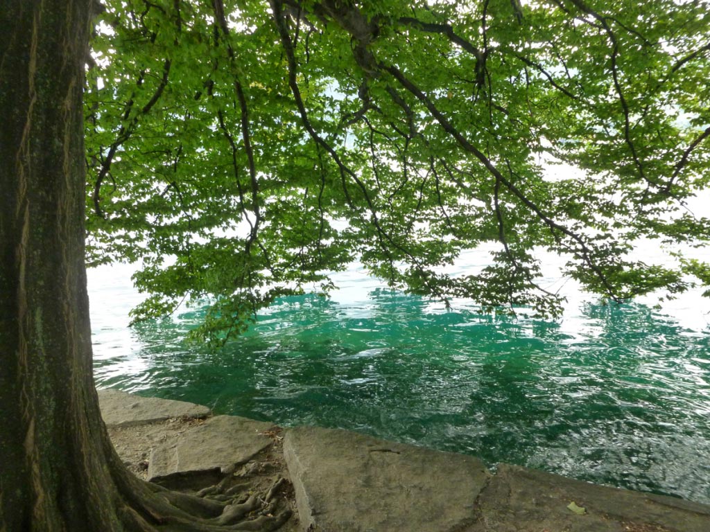 Orta San Giulio - Albero sul lago