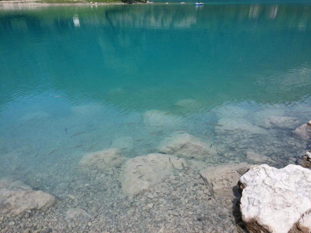 Lago di Tenno - pesci a riva