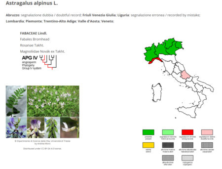 Portale della Flora di Italia - Astralagus alpinus Portale della Flora di Italia - Astralagus alpinus
